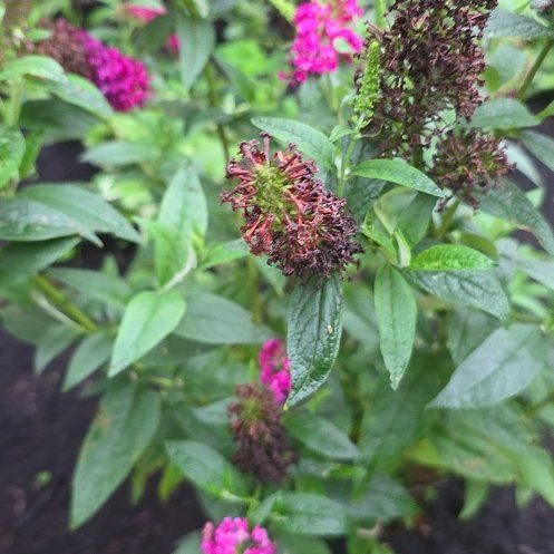 Photo of the plant species Orange Eye by @HipAgboy87 named Pax on Greg, the plant care app