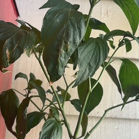 Photo of the plant species Serrano Pepper by @YesPlain78 named Tolkien on Greg, the plant care app