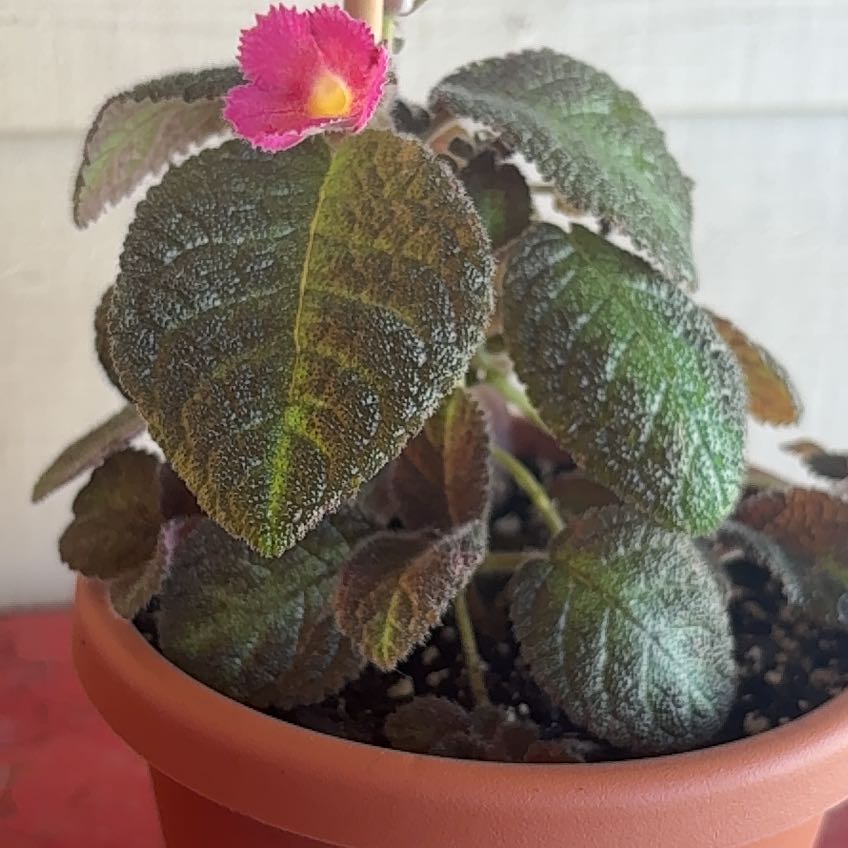 Photo of the plant species Flame Violet by @YesPlain78 named Ulysses S Plant on Greg, the plant care app