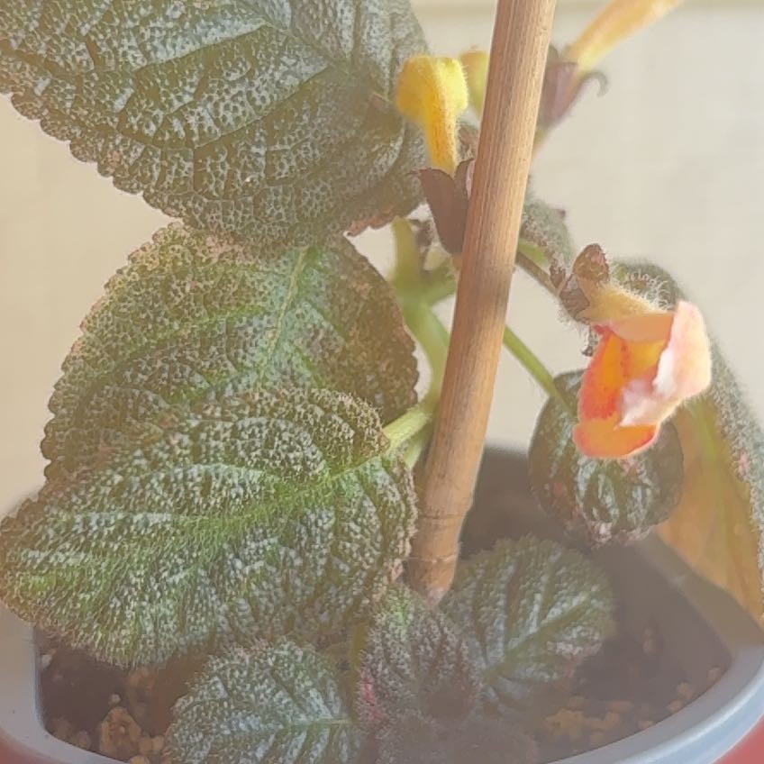 Photo of the plant species Flame Violet 'Karlyn' by @YesPlain78 named Keanu Leaves on Greg, the plant care app