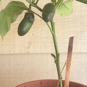 Photo of the plant species Jalapeño Pepper by @YesPlain78 named Sahara on Greg, the plant care app