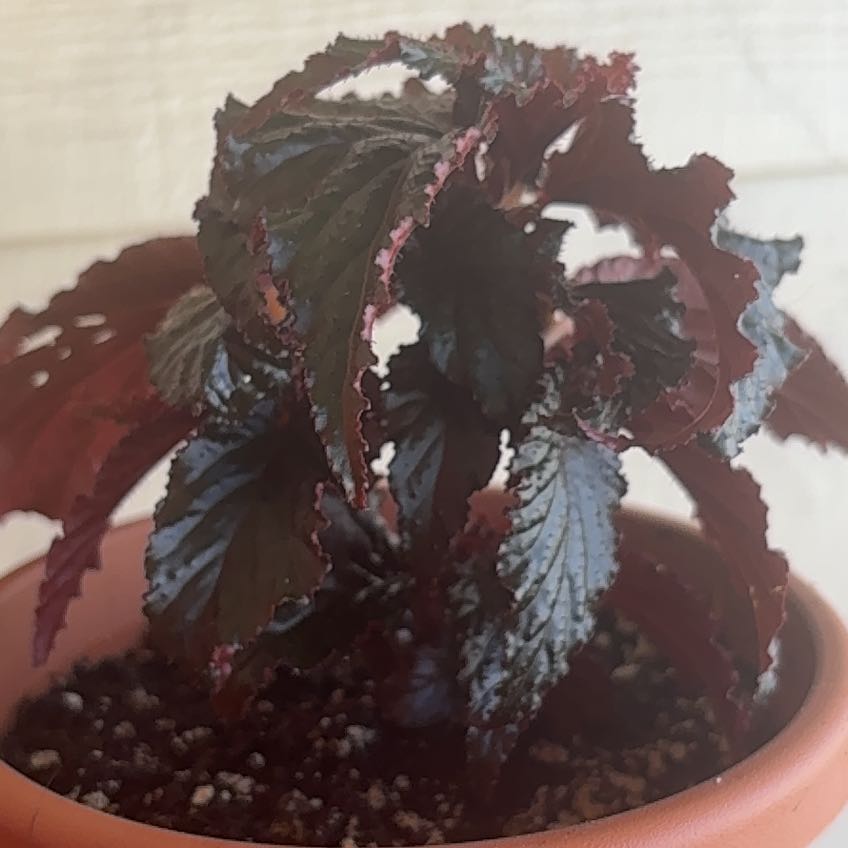 Photo of the plant species Begonia 'Black Magic' by @YesPlain78 named Aristotle on Greg, the plant care app