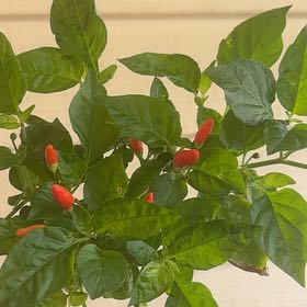 Photo of the plant species Habanero Pepper by @YesPlain78 named Treeyoncé on Greg, the plant care app