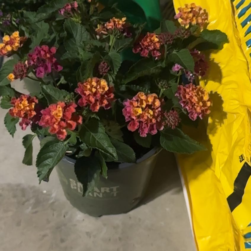Photo of the plant species Lantana by @PlausibleBacopa named Kobe on Greg, the plant care app
