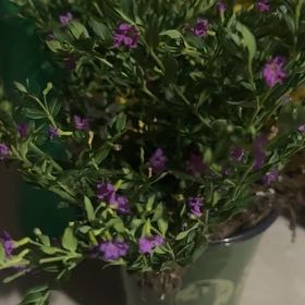 Photo of the plant species Mexican-Heather by @PlausibleBacopa named Leonardo on Greg, the plant care app