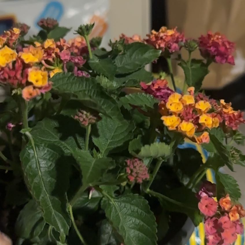 Photo of the plant species Lantana by @PlausibleBacopa named Treeyoncé on Greg, the plant care app