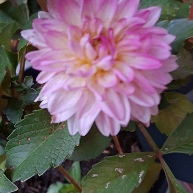 Photo of the plant species Garden Dahlia by @FitPurei98 named Captain Plant-it on Greg, the plant care app