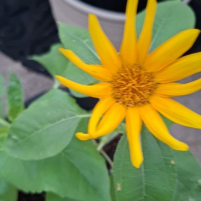 Photo of the plant species Earth Apple by @FitPurei98 named da Vinci on Greg, the plant care app