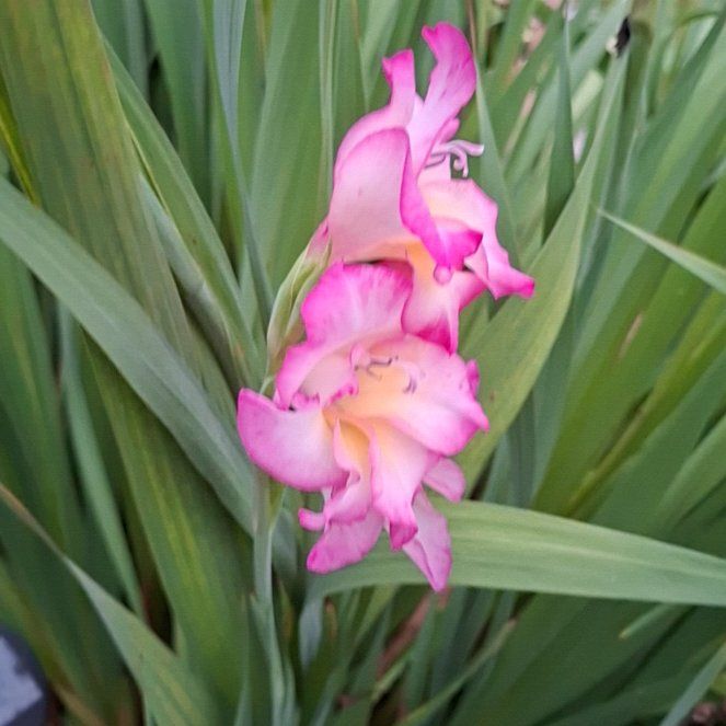 Photo of the plant species Eastern Gladiolus by @FitPurei98 named Cleopatra on Greg, the plant care app
