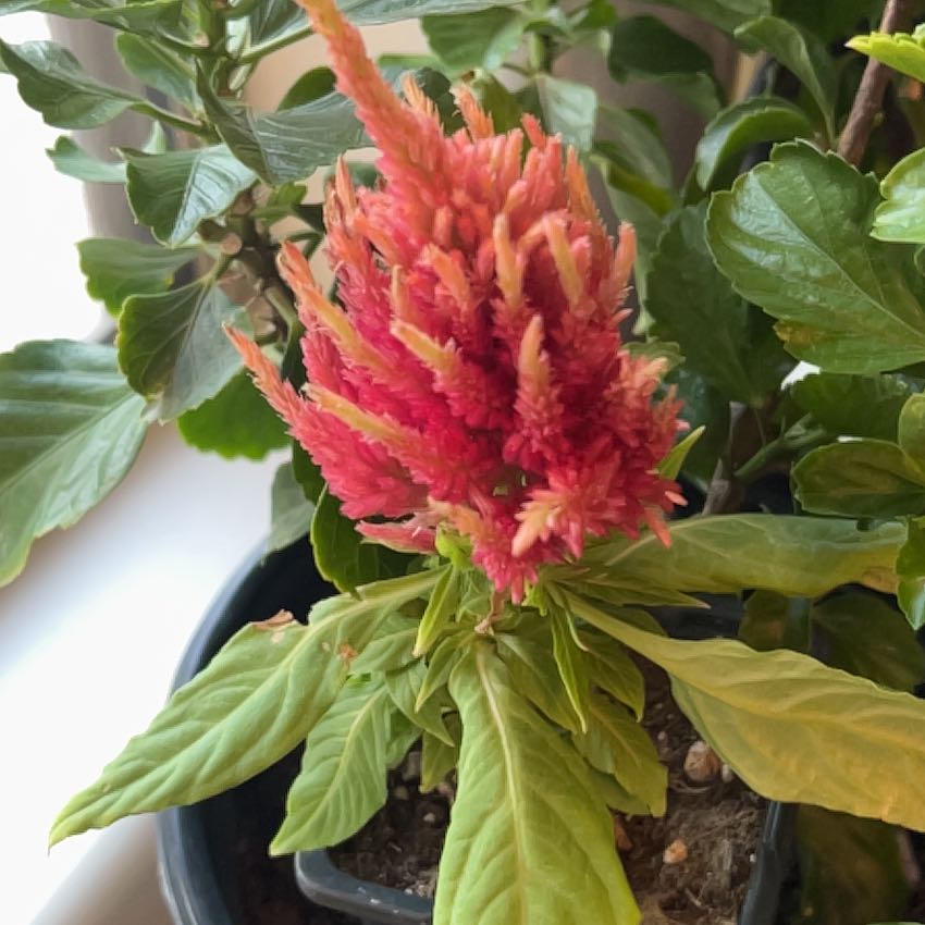 Photo of the plant species Celosia by @SmartDill6 named Luna on Greg, the plant care app