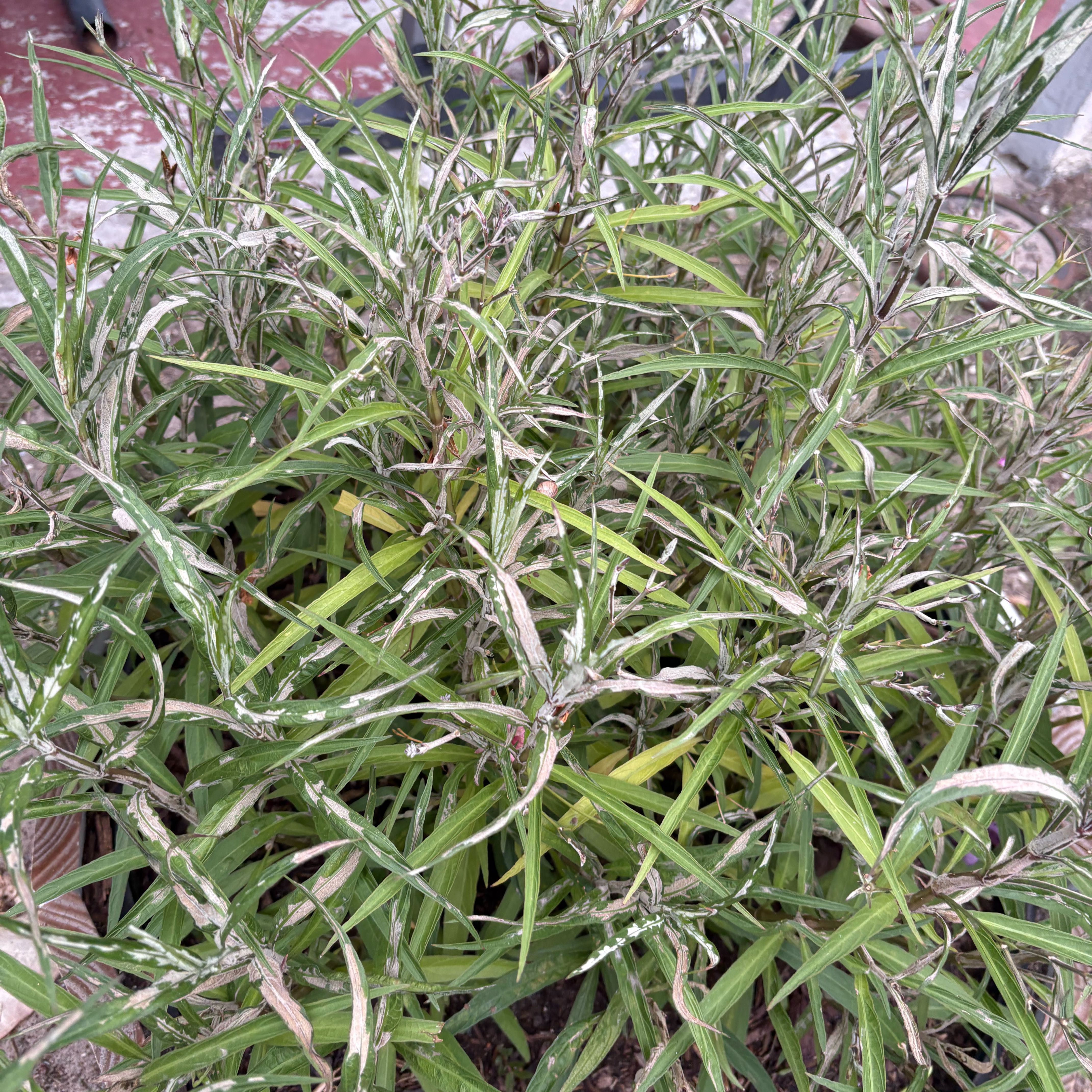 Photo of the plant species Wiregrass by @SleekPecan34 named Tupot amaroot on Greg, the plant care app