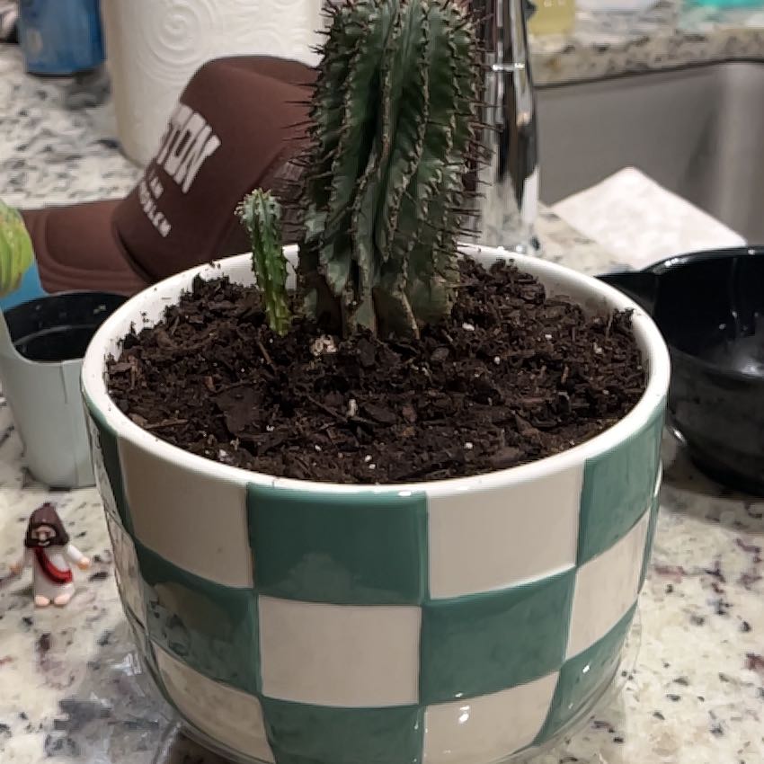Photo of the plant species Milk Barrel Cactus by @WinRosea27 named Richard on Greg, the plant care app