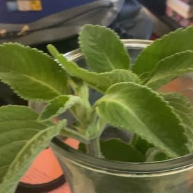 Photo of the plant species Blue Spur Or Toilet Paper Plant by @SirChosmo74 named Aristotle on Greg, the plant care app