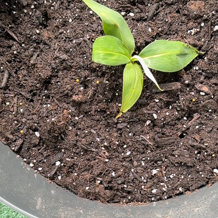 Photo of the plant species Super Dwarf Cavendish Banana by @RuggedElkweed named Treeyoncé on Greg, the plant care app