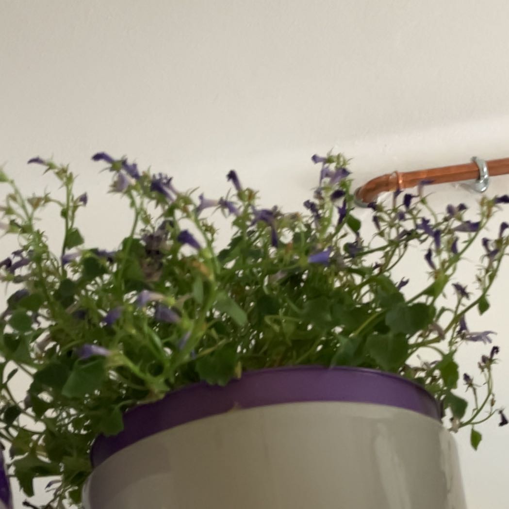 Photo of the plant species Peach-Leaf Bellflower by @AgelesslyKoa70 named Dax on Greg, the plant care app