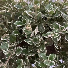 Photo of the plant species Fly Bush by @AgelesslyKoa70 named Bieber on Greg, the plant care app