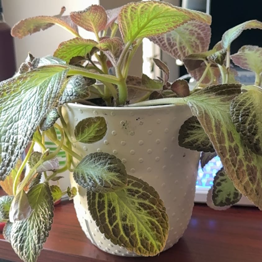 Photo of the plant species Espicia by @DeluxeGutweed48 named Gates on Greg, the plant care app