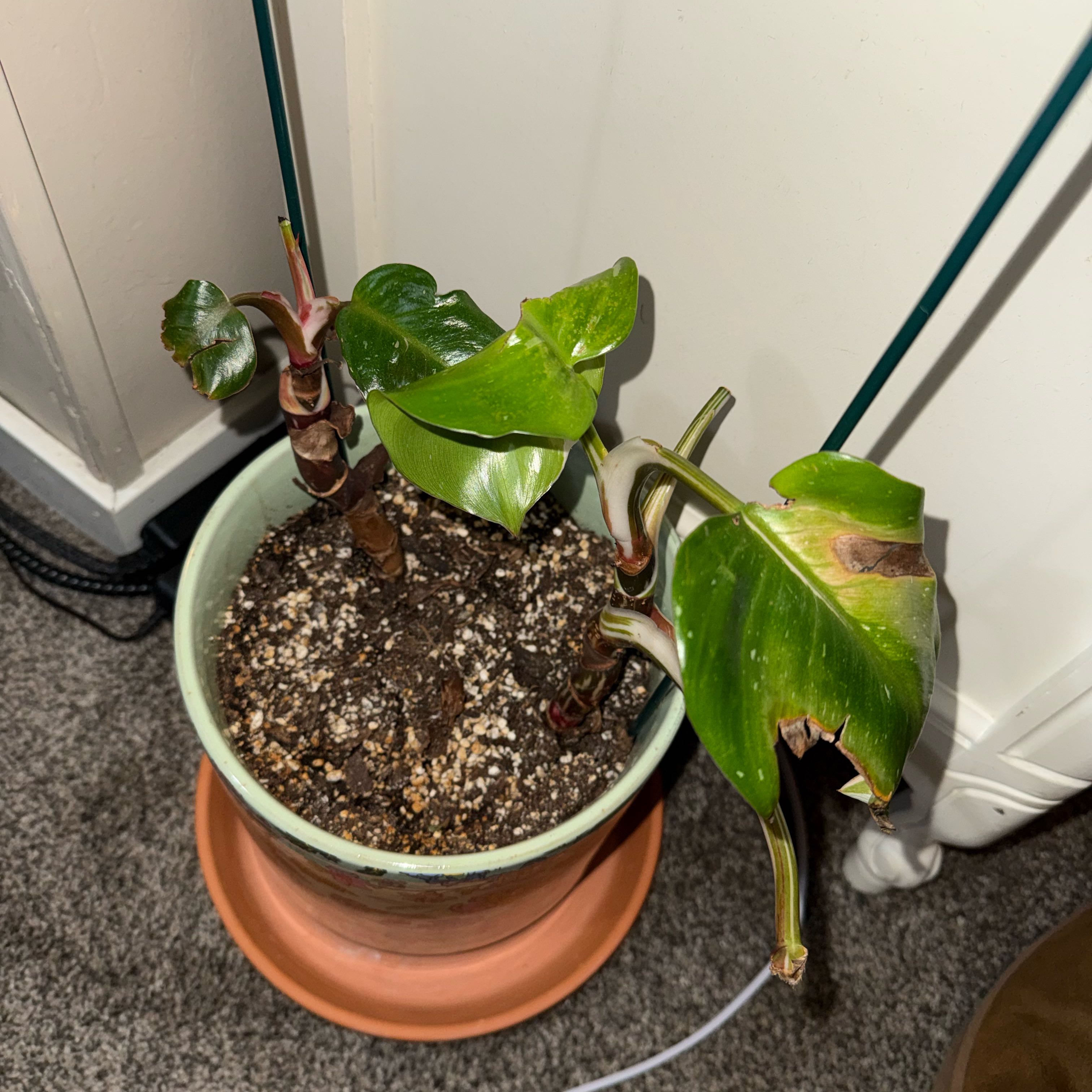 Photo of the plant species White Knight Philodendron by @TutorBuroak85 named barrymore on Greg, the plant care app
