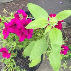 Photo of the plant species Four O'Clock Flower by @ToughLemon11 named Gomez on Greg, the plant care app