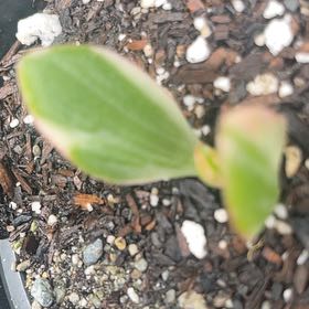 Photo of the plant species Solomon's Seal by @GeniusDyebush24 named Captain Plant-it on Greg, the plant care app
