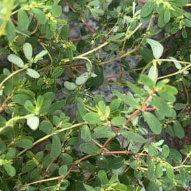 Photo of the plant species Hyssopleaf Sandmat by @KnightHoupara named Baesil on Greg, the plant care app