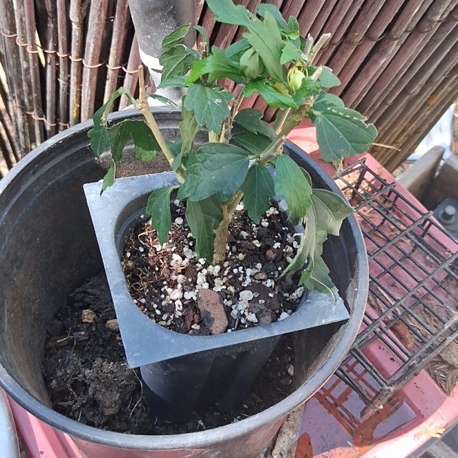 Photo of the plant species Korean Hibiscus by @ExecEncina71 named Winston on Greg, the plant care app