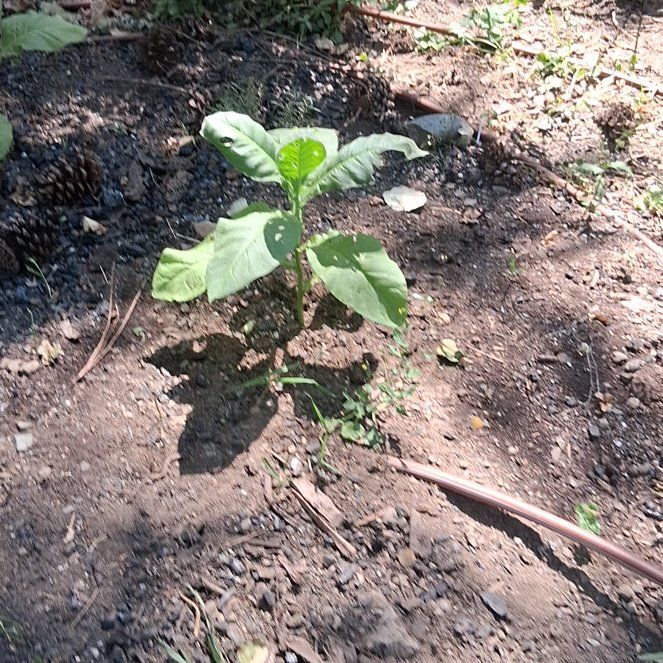 Photo of the plant species Tobacco by @ExecEncina71 named Walt on Greg, the plant care app