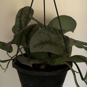 Photo of the plant species Silver Pothos by @BrightBuroak33 named McKinley on Greg, the plant care app