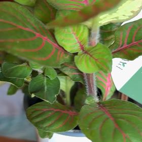 Photo of the plant species Red Anne Nerve Plant by @WinSunburst11 named Luna on Greg, the plant care app
