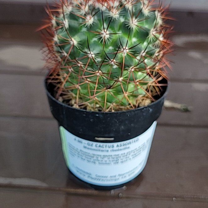 Photo of the plant species Mammillaria Melanocentra by @PetViolet54 named Rosa on Greg, the plant care app