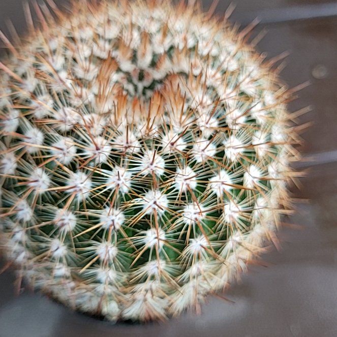 Photo of the plant species Owl's Eye Cactus by @PetViolet54 named Bieber on Greg, the plant care app