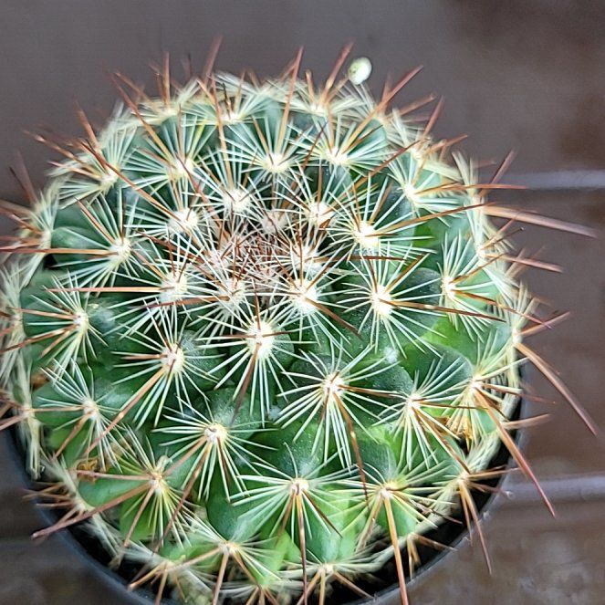 Photo of the plant species Rainbow Pincushion by @PetViolet54 named Orlando Bloom on Greg, the plant care app