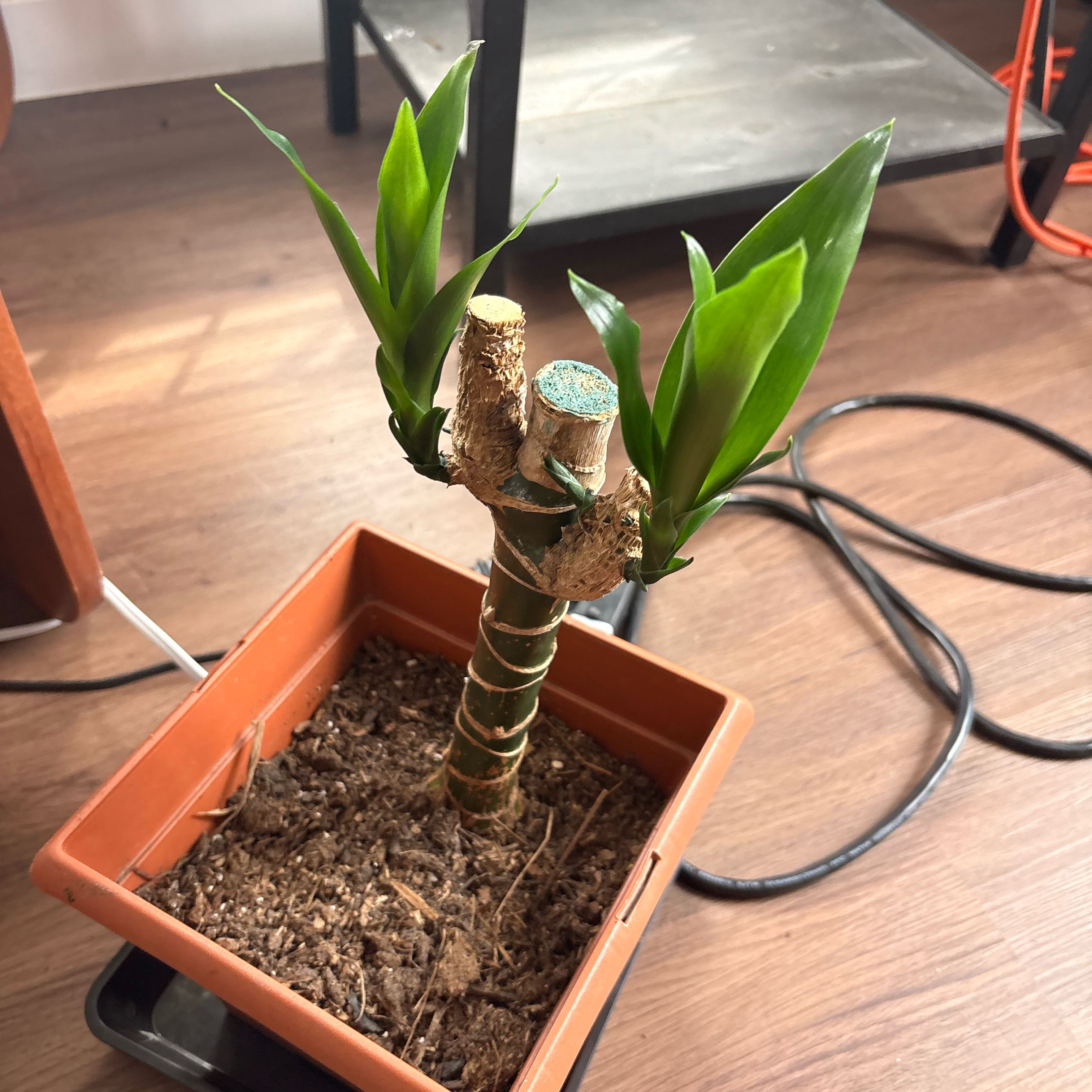 Photo of the plant species Dracena by @StrongMangeao98 named Duke on Greg, the plant care app
