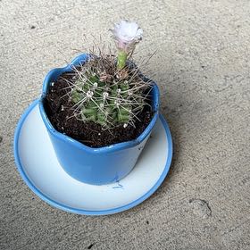 Photo of the plant species Gymnocalycium anisitsii damsii by @BigTaro85 named Clooney on Greg, the plant care app