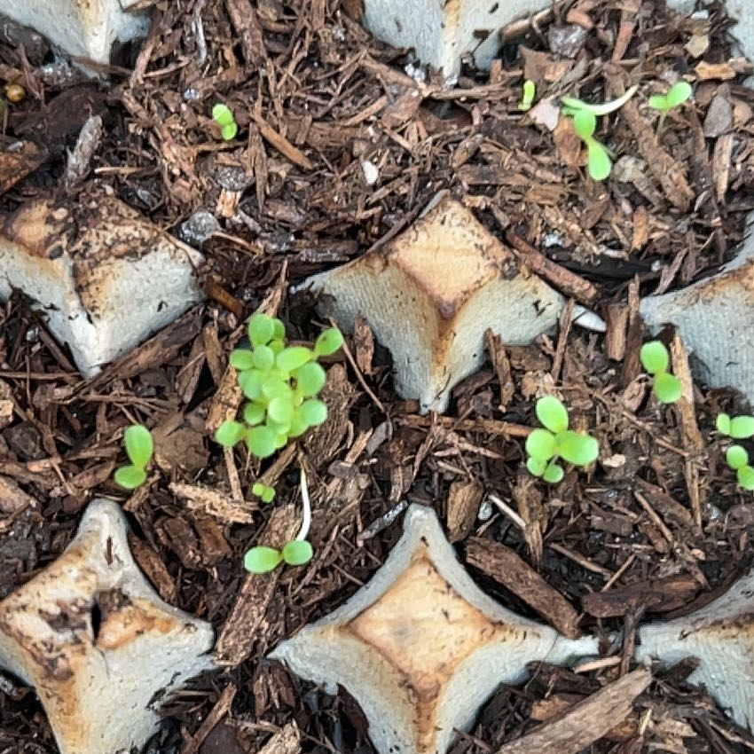 Photo of the plant species Romaine Lettuce by @BeefyRoussea94 named Nemo on Greg, the plant care app