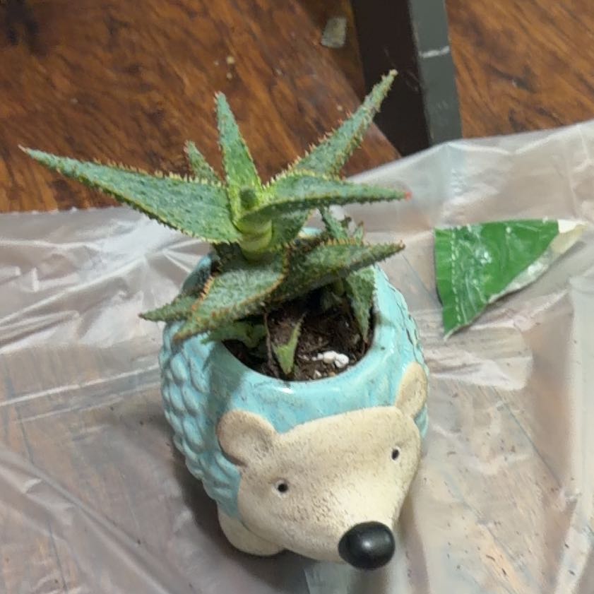 Photo of the plant species Aloe 'Purple People Eater' by @DivineBlue42 named Spy on Greg, the plant care app