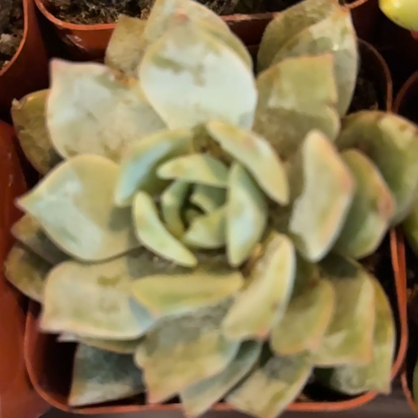 Photo of the plant species Bluff Lettuce by @MentorNoognug77 named Girlfrond on Greg, the plant care app