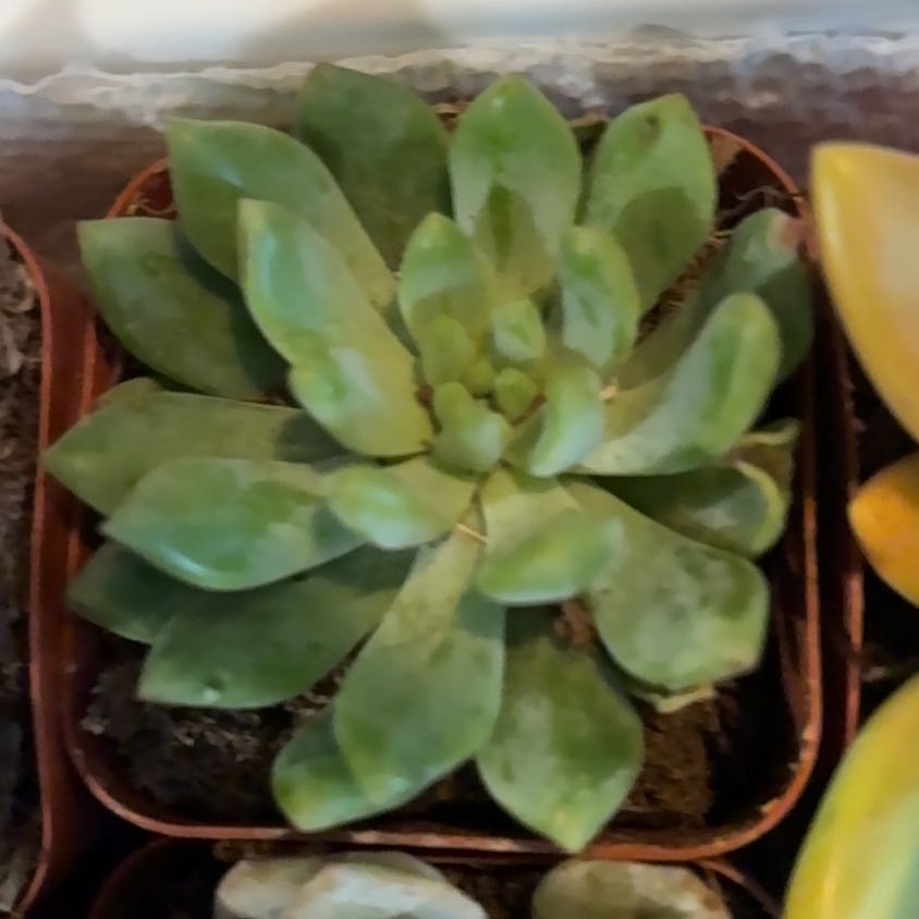 Photo of the plant species Bluff Lettuce by @MentorNoognug77 named Walt on Greg, the plant care app