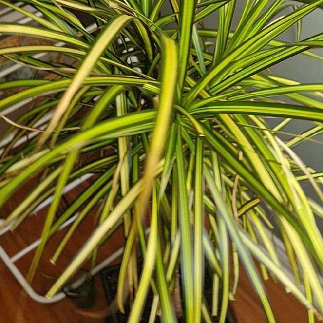 Photo of the plant species Madagascar Dragon Tree by @GladBlueiris25 named John on Greg, the plant care app