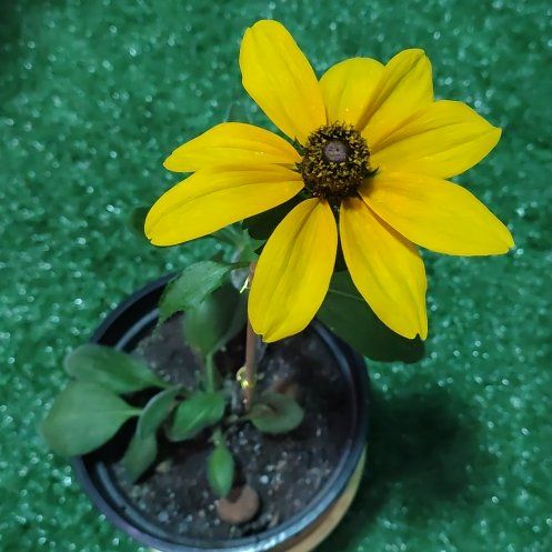 Photo of the plant species Blackeyed Susan by @YokeLime16 named Daisy on Greg, the plant care app