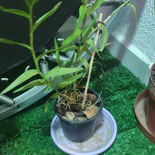 Photo of the plant species Fire Star Orchid by @YokeLime16 named Orquídea Misteriosa on Greg, the plant care app
