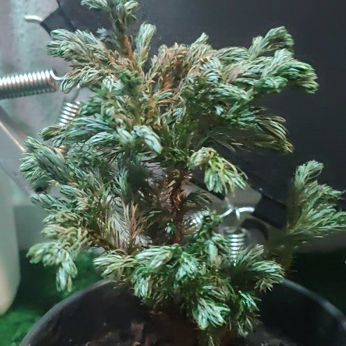Photo of the plant species Silver Cypress by @YokeLime16 named Cipreste on Greg, the plant care app