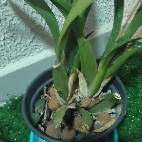 Photo of the plant species Spider Orchid by @YokeLime16 named Orquídea Aranha on Greg, the plant care app