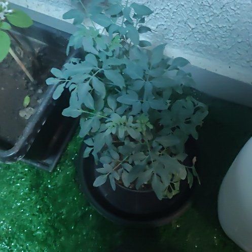 Photo of the plant species Common Rue by @YokeLime16 named Arruda on Greg, the plant care app