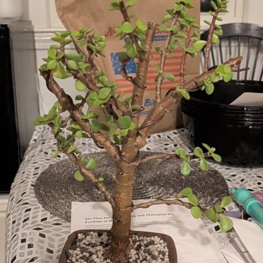 Photo of the plant species Dwarf Jade Plant by @JovialFlamelily named Nobu on Greg, the plant care app