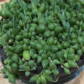 Photo of the plant species Raindrops by @FitFord14 named Bella on Greg, the plant care app