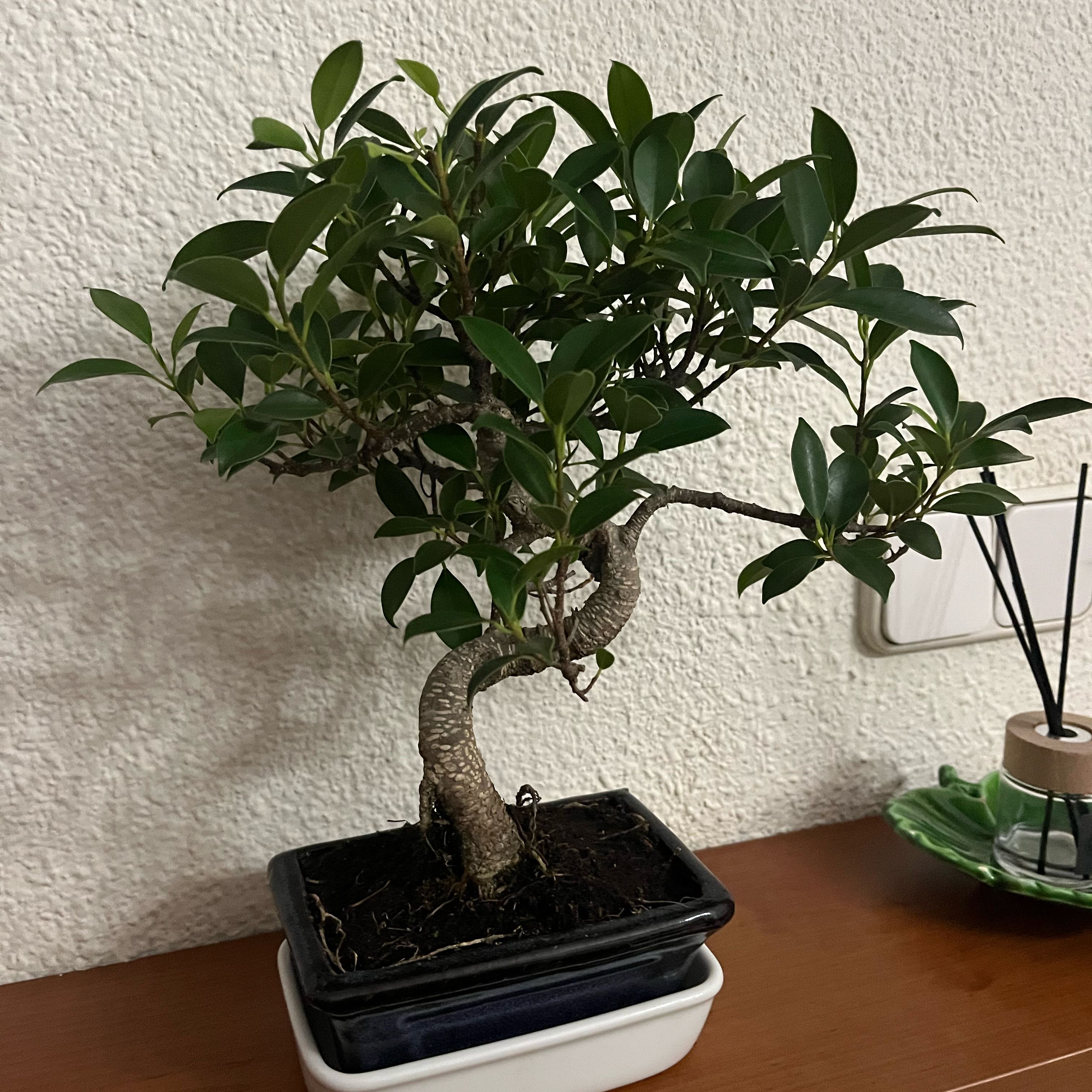 Photo of the plant species Ficus Bonsai by @HighFanmoss18 named Ausai on Greg, the plant care app