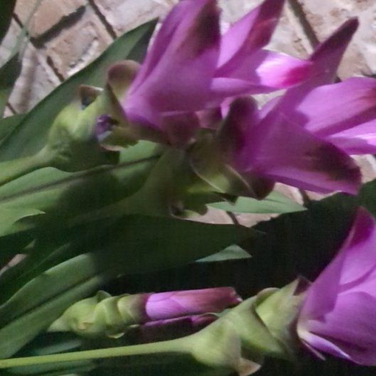 Photo of the plant species Summer Tulip by @24Mischievous7 named Lanna on Greg, the plant care app