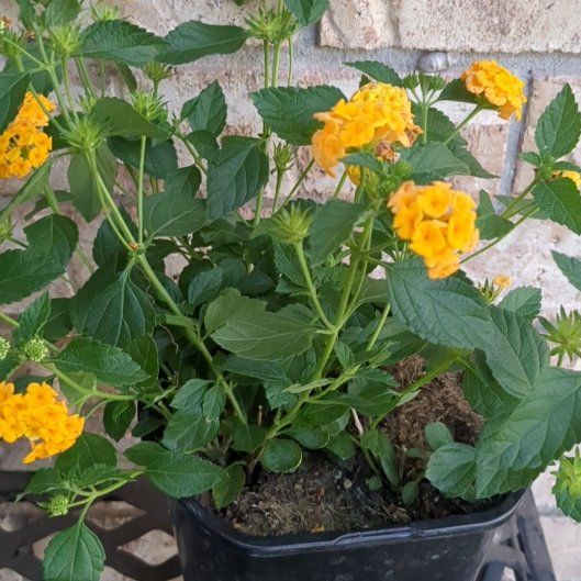 Photo of the plant species Yellow Sage by @24Mischievous7 named Keanu Leaves on Greg, the plant care app