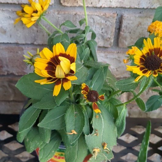 Photo of the plant species Blackeyed Susan by @24Mischievous7 named Susan on Greg, the plant care app
